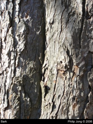 Bark