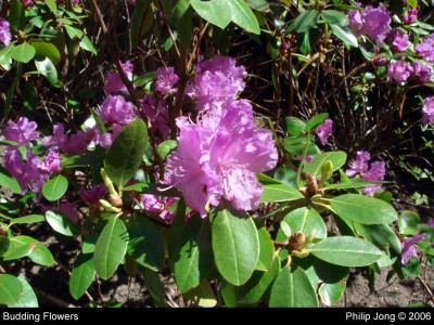 Budding Flowers