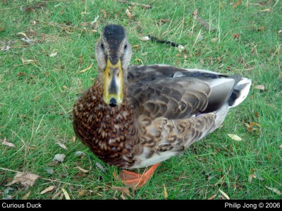 Curious Duck