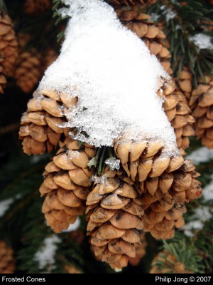 Frosted Cones