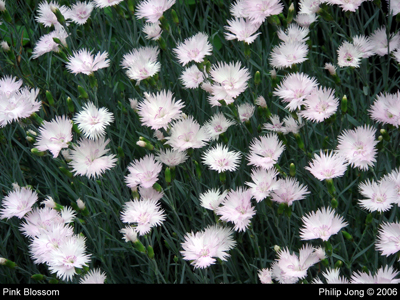 Pink Blossom