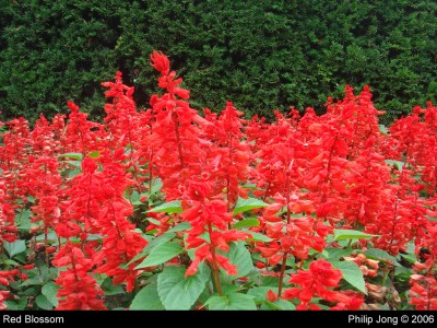 Red Blossom