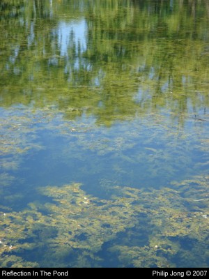 Reflection In The Pond