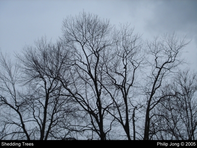 Shedding Trees